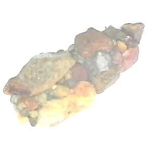 Saddle Case-Maker Caddisfly case and larva