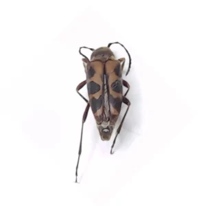Flower Longhorn Beetle