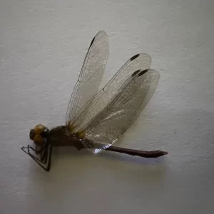 Cherry-faced Meadowhawk