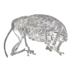 Nut Weevil