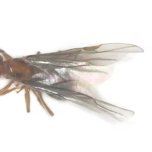 Cornfield Ant or Citronella Ant