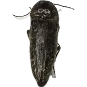 Click Beetle Elateridae
