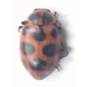 Spotted Pink Lady Beetle