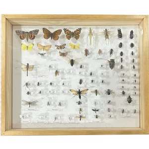 75 Missouri Insects Pinned and Mounted Collection