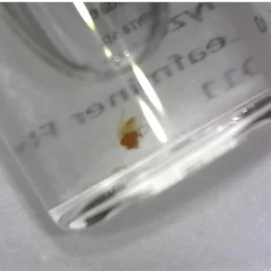 Columbine Leaf miner Fly