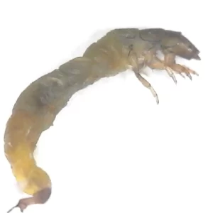 Corydalidae Larva