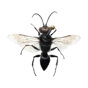 Square-headed Wasp (Crabronidae-2), all-black wasp shown from above with wings spread, on a white background