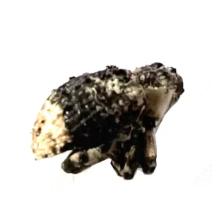 Poplar-and-Willow Borer