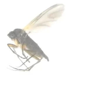 Dark-winged Fungus Gnat