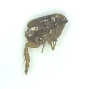 Dog/Cat Flea