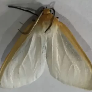 Dogbane Tiger Moth