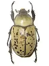 Dynastes grantii - Grant's Hercules Beetle female