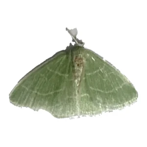 Emerald Moth (Nemoria sp.)