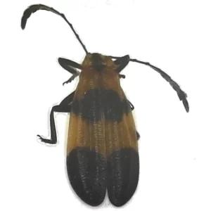 End-banded Net-winged Beetle