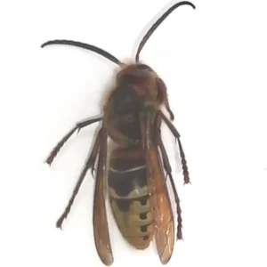 European Hornet