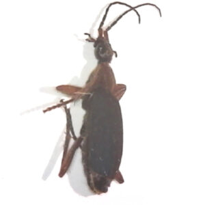 False Bombardier Beetle
