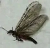 Fishfly