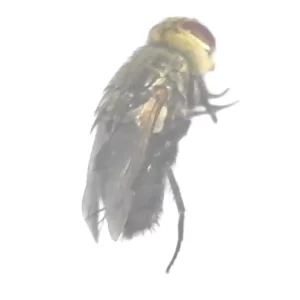 Flower-loving Tachinid Fly