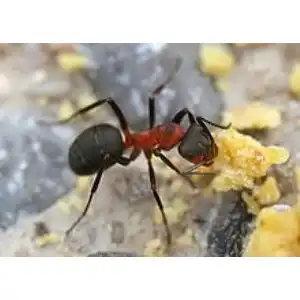 Formica Ant