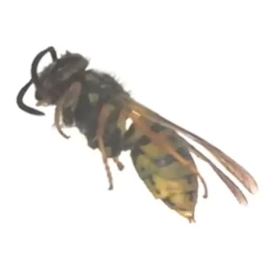 German Yellowjacket