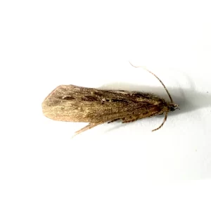 Giant Casemaker Caddisfly