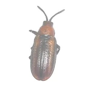 Goldenrod Leaf Miner