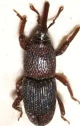 Granary Weevil