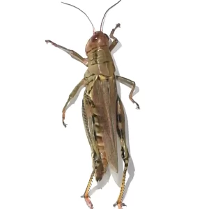 Short-horned Grasshopper