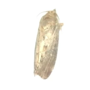 Greater Wax Moth