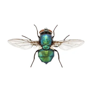 Green Bottle Fly (Lucilia sp.) dorsal view of a metallic green specimen with spread wings on a white background