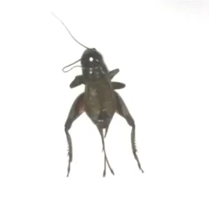 Field Cricket