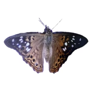 Hackberry Emperor