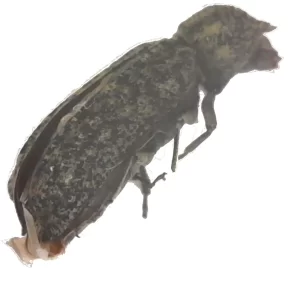 Horned Powder-post Beetle