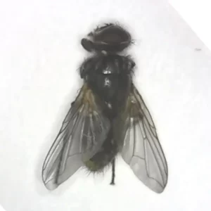 House Fly