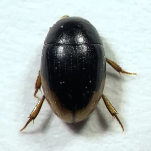 Water Scavenger Beetle