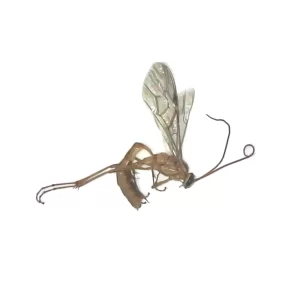 Short-tailed Ichneumon Wasps