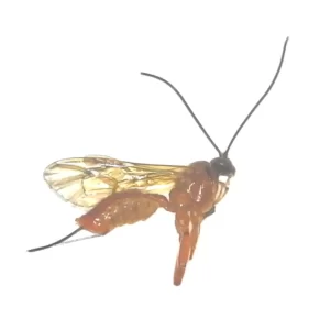 Ichneumon Wasp