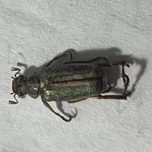 White-collared Chafer