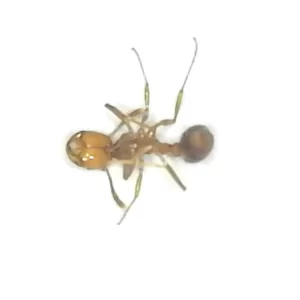 Red Imported Fire Ant