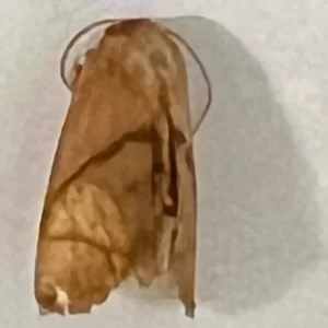 Inverted Y Slug Moth