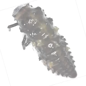Lady Beetle larva