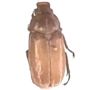 Lined June Beetle - Polyphylla sp.