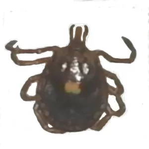 Lone Star Tick