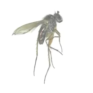Longlegged Fly