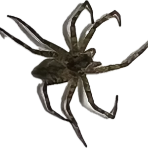 Wolf Spider