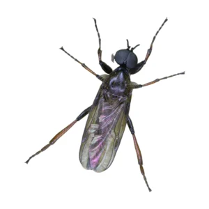 March Fly (Bibio sp.)