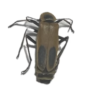 Chauliognathus marginatus - Margined Leatherwing