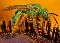 Metallic Green Bee