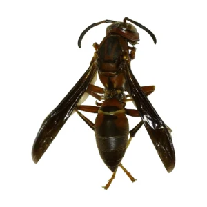 Metric Paper Wasp (Polistes metricus)
