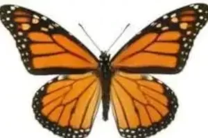Monarch